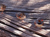 28-Zebra finches search for water at Well 39